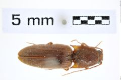 Foto (Dorsalansicht) von Monocrepidius madagascariensis (Fleutiaux, 1932) (NHMW-ZOO-COL-0008141)